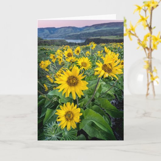 Blumen | Balsomroot Columbia River, Oregon Karte (Gelbe Blume)