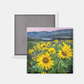 Blumen | Balsomroot Columbia River, Oregon Magnet (Vorderseite/Rückseite)