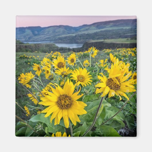 Blumen | Balsomroot Columbia River, Oregon Magnet (Vorne)