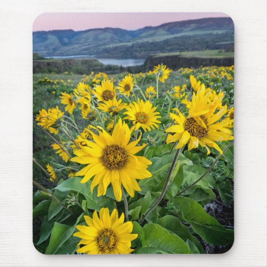 Blumen | Balsomroot Columbia River, Oregon Mousepad (Vorne)