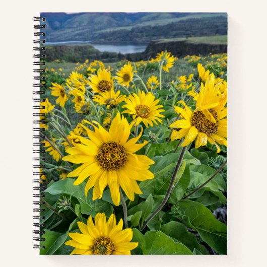 Blumen | Balsomroot Columbia River, Oregon Notizblock (Vorderseite)