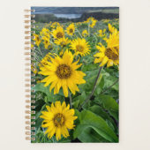 Blumen | Balsomroot Columbia River, Oregon Planer (Vorderseite)