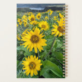 Blumen | Balsomroot Columbia River, Oregon Planer (Rückseite)