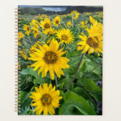 Blumen | Balsomroot Columbia River, Oregon Planer (Vorderseite)