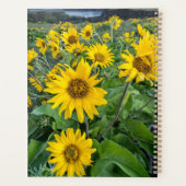 Blumen | Balsomroot Columbia River, Oregon Planer (Rückseite)