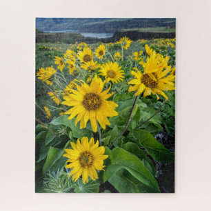 Blumen   Balsomroot Columbia River, Oregon Puzzle