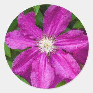 Blumen bei Robinette's Apple Haus and Gift Barn Runder Aufkleber