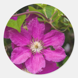 Blumen bei Robinette's Apple Haus & Geschenke Sche Runder Aufkleber