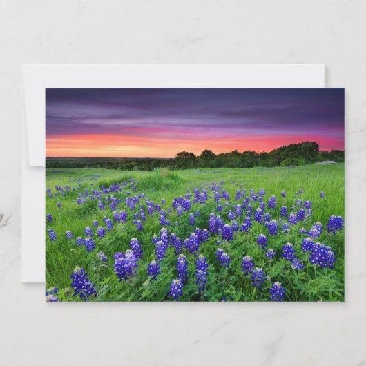 Blumen | Bluebonnets bei Sunset Texas Dankeskarte (Vorderseite)