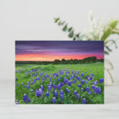 Blumen | Bluebonnets bei Sunset Texas Dankeskarte (Stehend Vorderseite)