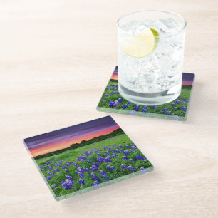 Blumen Bluebonnets bei Sunset Texas Glasuntersetzer