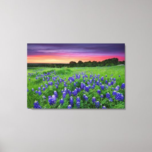 Blumen | Bluebonnets bei Sunset Texas Leinwanddruck (Vorderseite)