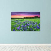 Blumen | Bluebonnets bei Sunset Texas Leinwanddruck (Insitu (Holzboden))