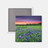Blumen | Bluebonnets bei Sunset Texas Magnet (Vorderseite/Rückseite)