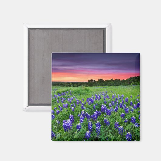 Blumen | Bluebonnets bei Sunset Texas Magnet (Vorderseite/Rückseite)