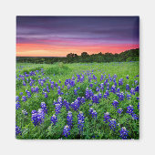 Blumen | Bluebonnets bei Sunset Texas Magnet (Vorne)