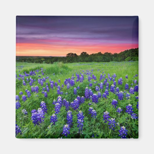 Blumen | Bluebonnets bei Sunset Texas Magnet (Vorne)