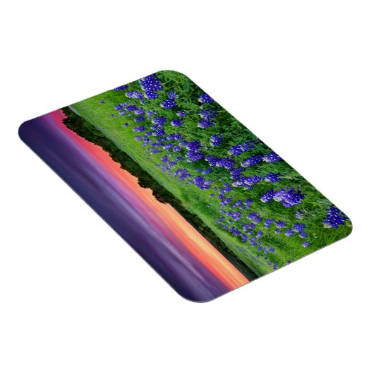Blumen | Bluebonnets bei Sunset Texas Magnet (Rechte Seite)