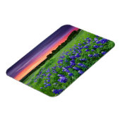 Blumen | Bluebonnets bei Sunset Texas Magnet (Linke Seite)