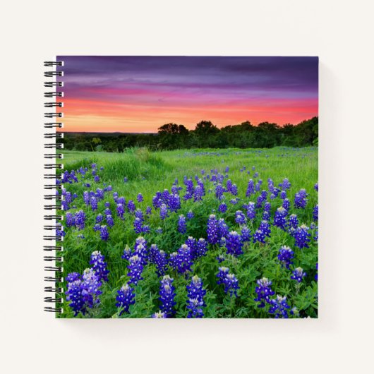 Blumen | Bluebonnets bei Sunset Texas Notizblock (Vorderseite)