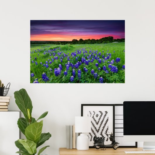 Blumen | Bluebonnets bei Sunset Texas Poster (Heimbüro)