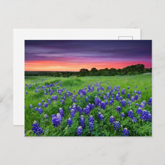 Blumen | Bluebonnets bei Sunset Texas Postkarte (Vorne/Hinten)
