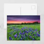 Blumen | Bluebonnets bei Sunset Texas Postkarte (Vorne/Hinten)