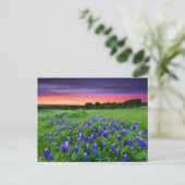Blumen | Bluebonnets bei Sunset Texas Postkarte (Stehend Vorderseite)