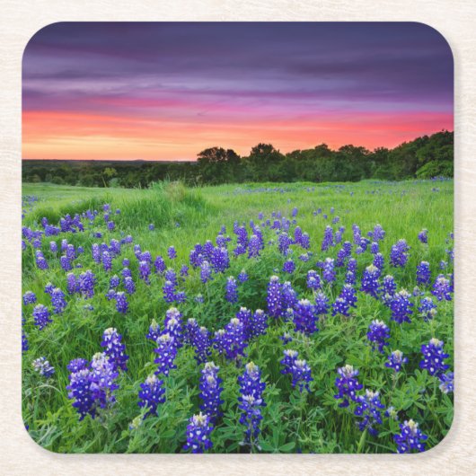 Blumen | Bluebonnets bei Sunset Texas Rechteckiger Pappuntersetzer (Vorderseite)