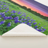 Blumen | Bluebonnets bei Sunset Texas Sherpadecke (3/4)