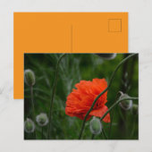 Blumen blühen postkarte (Vorne/Hinten)