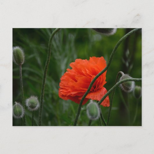 Blumen blühen postkarte (Vorderseite)