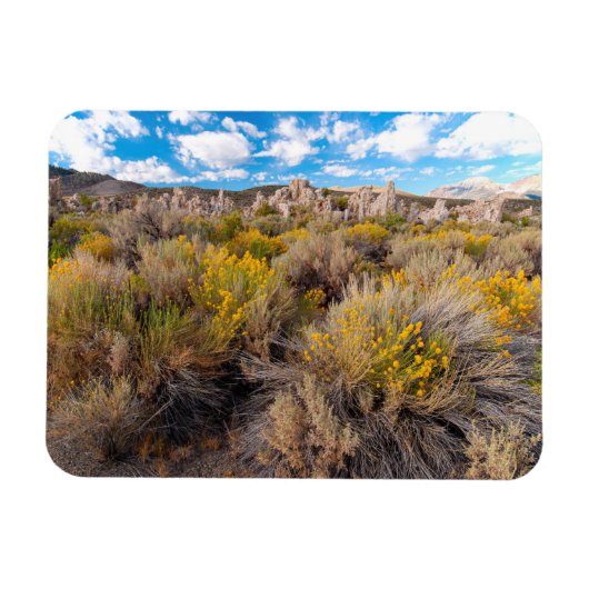 Blumen | Blühende Sagebrush Kalifornien Magnet (Horizontal)
