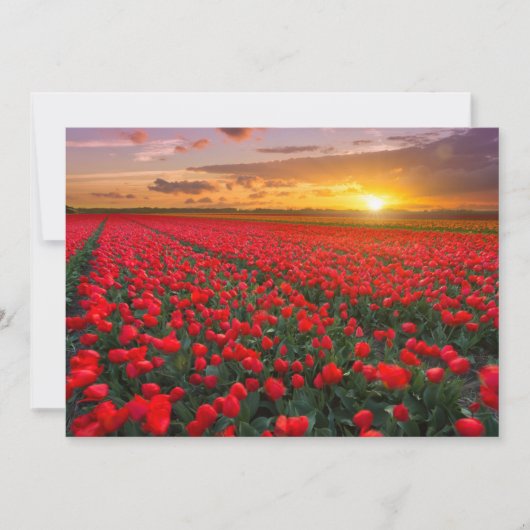 Blumen | Botanischer Garten Holland Dankeskarte (Vorderseite)