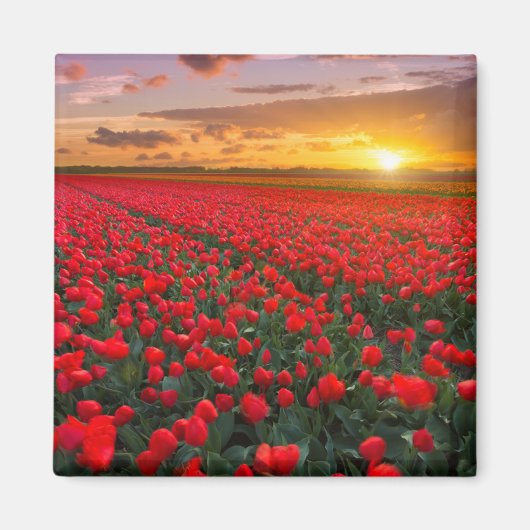 Blumen | Botanischer Garten Holland Magnet (Vorne)