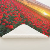 Blumen | Botanischer Garten Holland Sherpadecke (3/4)