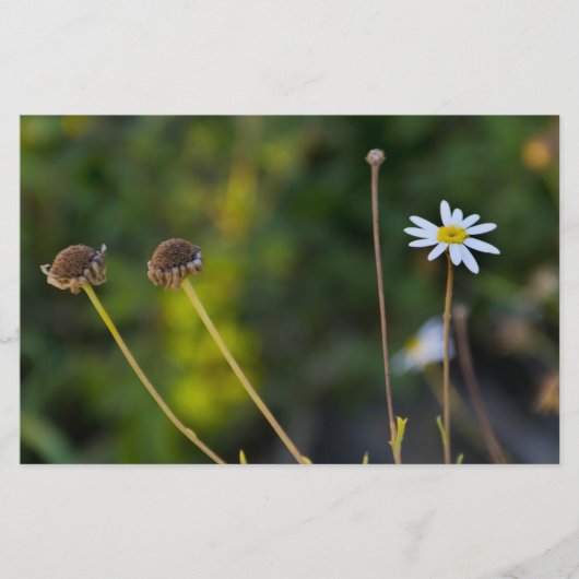Blumen Briefpapier (Vorderseite)