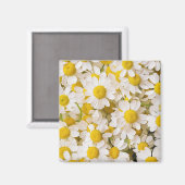 Blumen | Bündel von Chamomiles Magnet (Vorderseite/Rückseite)