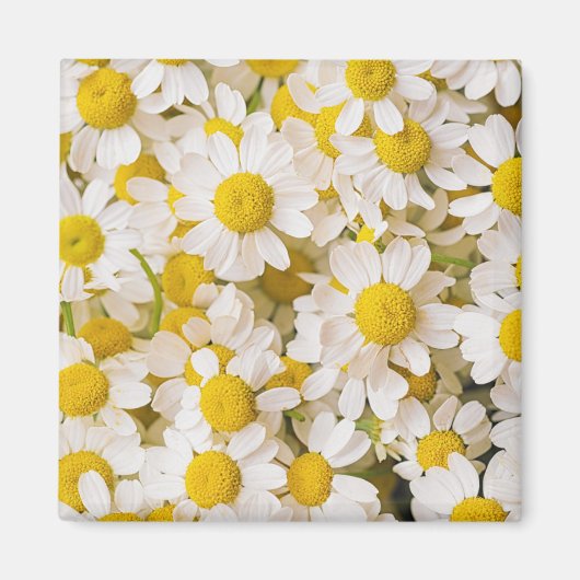 Blumen | Bündel von Chamomiles Magnet (Vorne)