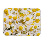 Blumen | Bündel von Chamomiles Magnet (Horizontal)