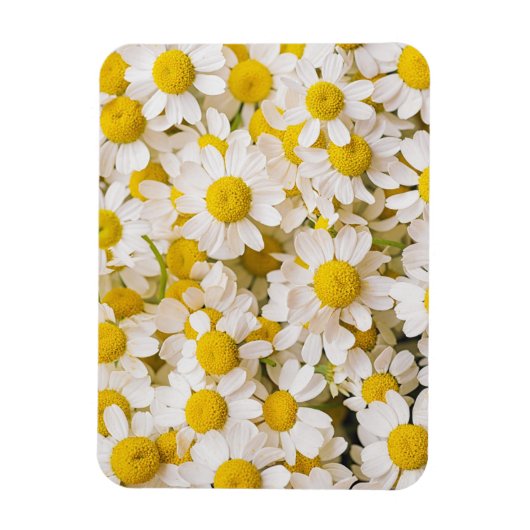 Blumen | Bündel von Chamomiles Magnet (Vertikal)