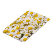 Blumen | Bündel von Chamomiles Magnet (Linke Seite)