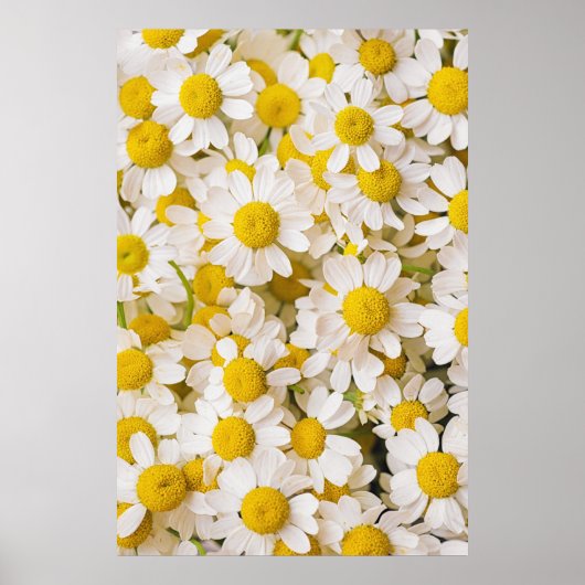 Blumen | Bündel von Chamomiles Poster (Vorne)