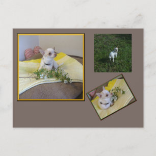 Blumen-Chihuahua-Postkarte Postkarte