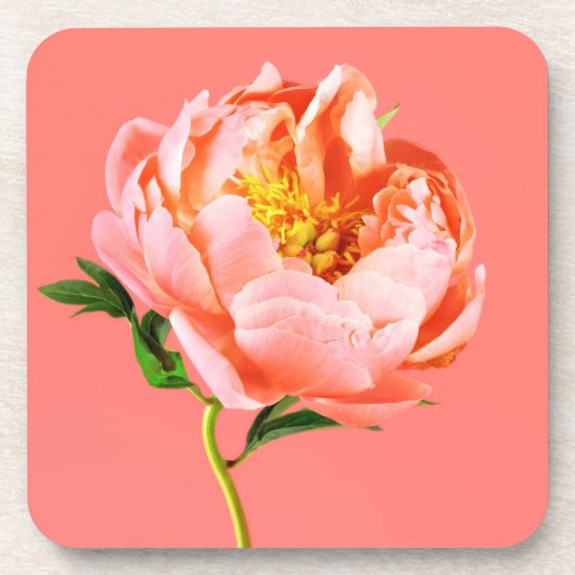 Blumen | Coral Peony Blossom Getränkeuntersetzer (Vorderseite)