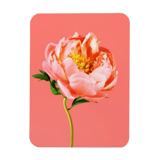 Blumen | Coral Peony Blossom Magnet (Vertikal)