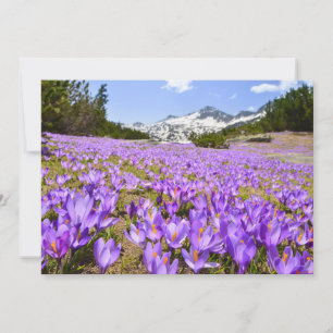 Blumen   Crocus Pirin Mountain Park Bulgarien Dankeskarte