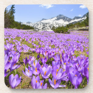 Blumen Crocus Pirin Mountain Park Bulgarien Getränkeuntersetzer