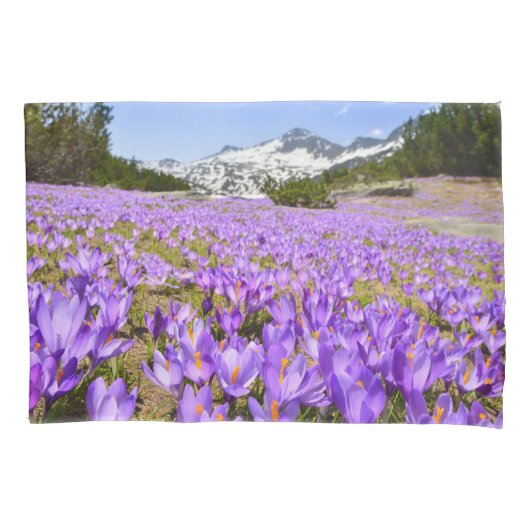 Blumen | Crocus Pirin Mountain Park Bulgarien Kissenbezug (Vorderseite)