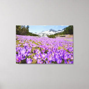 Blumen   Crocus Pirin Mountain Park Bulgarien Leinwanddruck